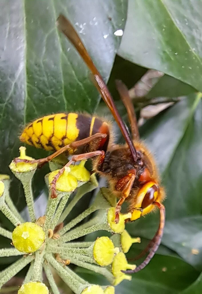 European hornet feeding on yellow flowers in garden