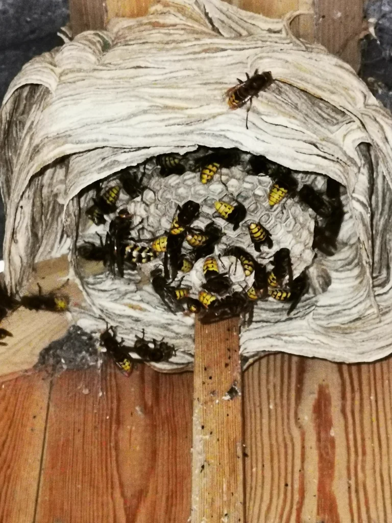 European hornet paper nest with multiple hornets visible on surface