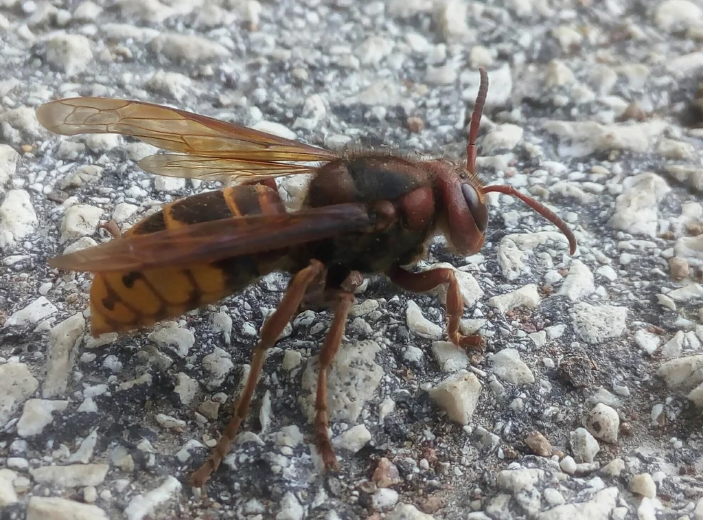 Side view of European hornet on gravel showing full body structure and wings
