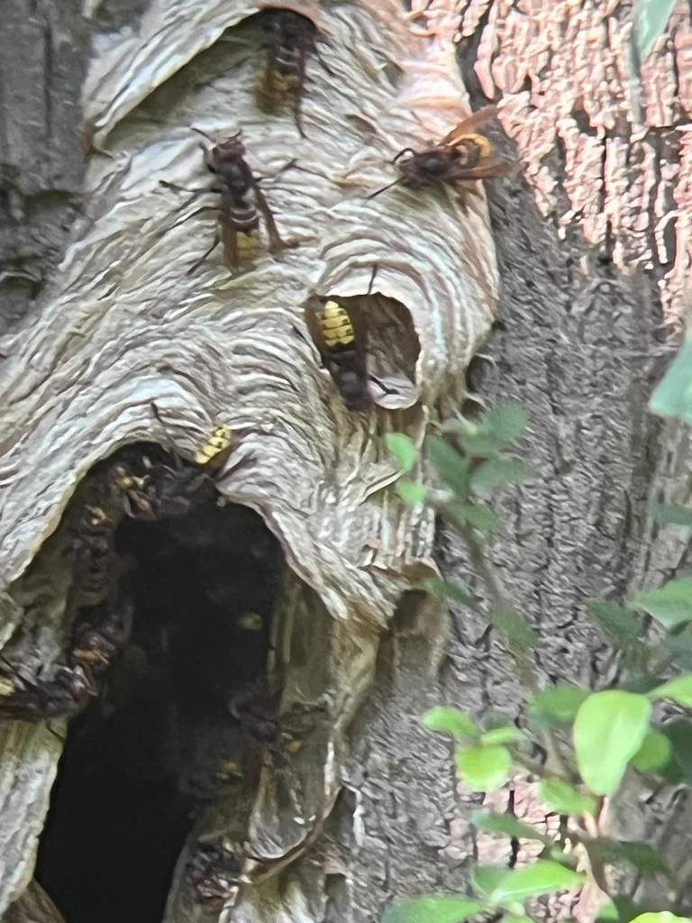 European hornets at nest entrance in hollow tree cavity