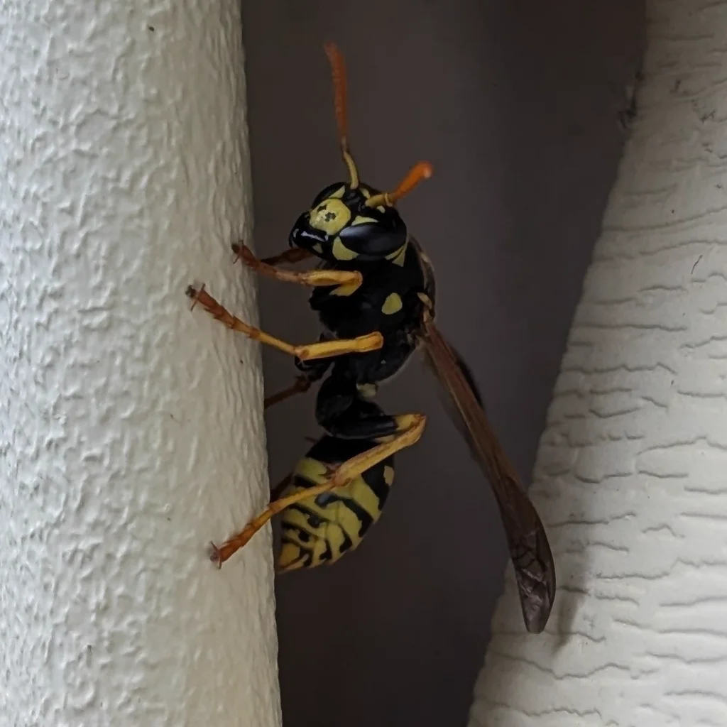 Close-up of European paper wasp face showing bright orange antennae