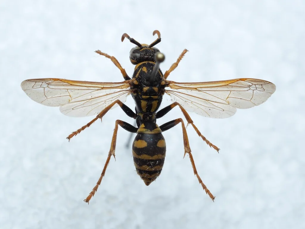 European paper wasp with yellow and black markings on its nest