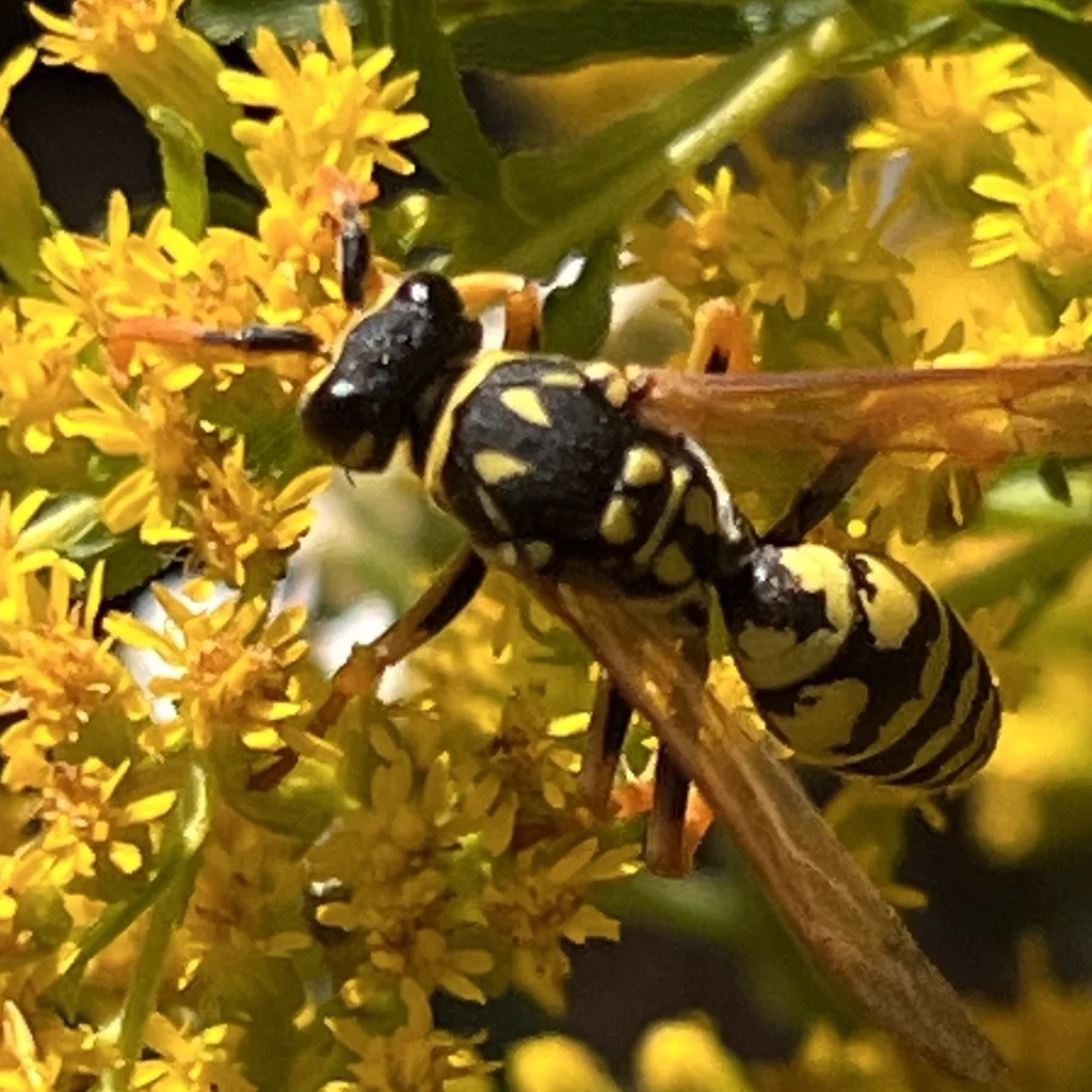 European paper wasp foraging on yellow flowers