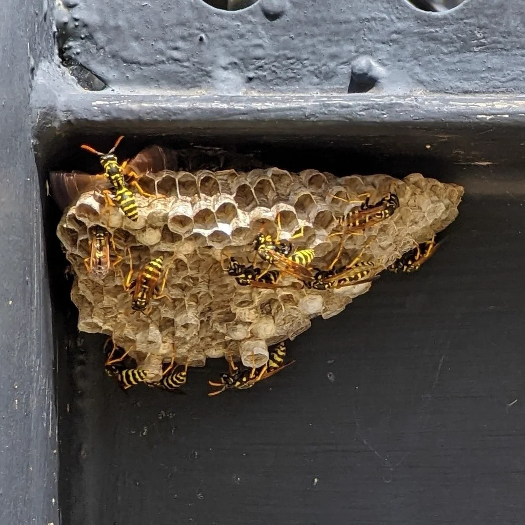 European paper wasp colony on umbrella-shaped nest under building eave
