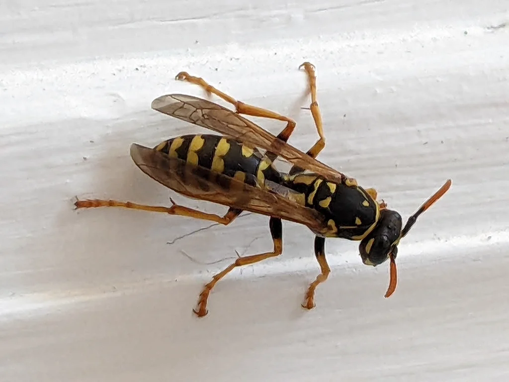 Side profile of European paper wasp showing slender body and long legs