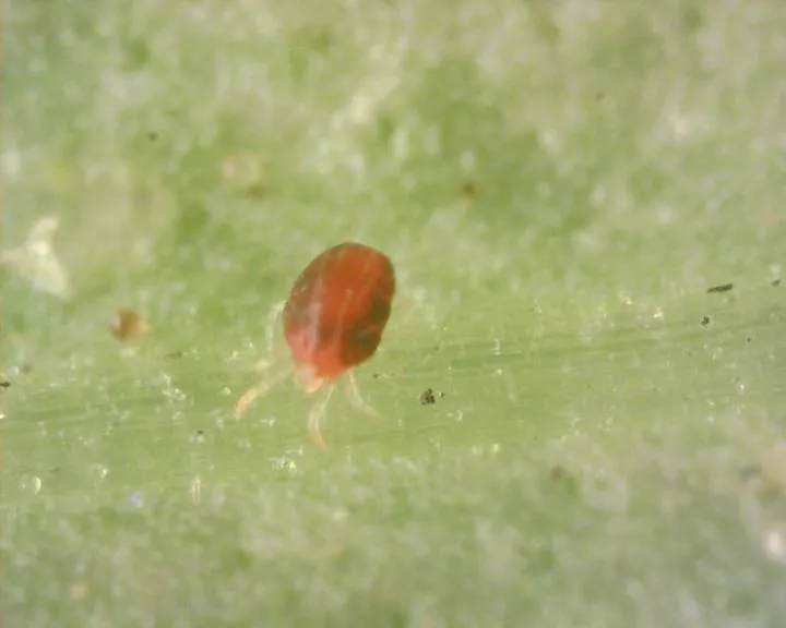 European red mite feeding on a plant leaf showing its distinctive red coloration and eight legs