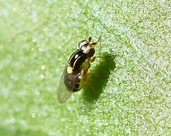Eye gnat resting on a green leaf surface in natural habitat