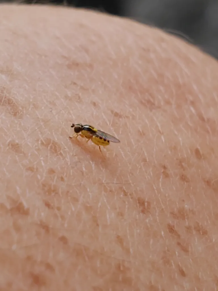 Eye gnat on human skin showing its small size relative to skin texture