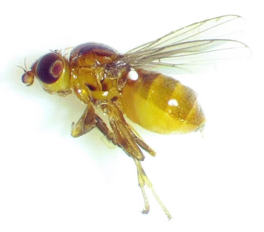 Side profile of an eye gnat specimen showing its yellow-brown body and wing structure