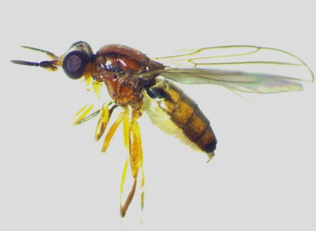 Detailed specimen view of an eye gnat displaying its characteristic features