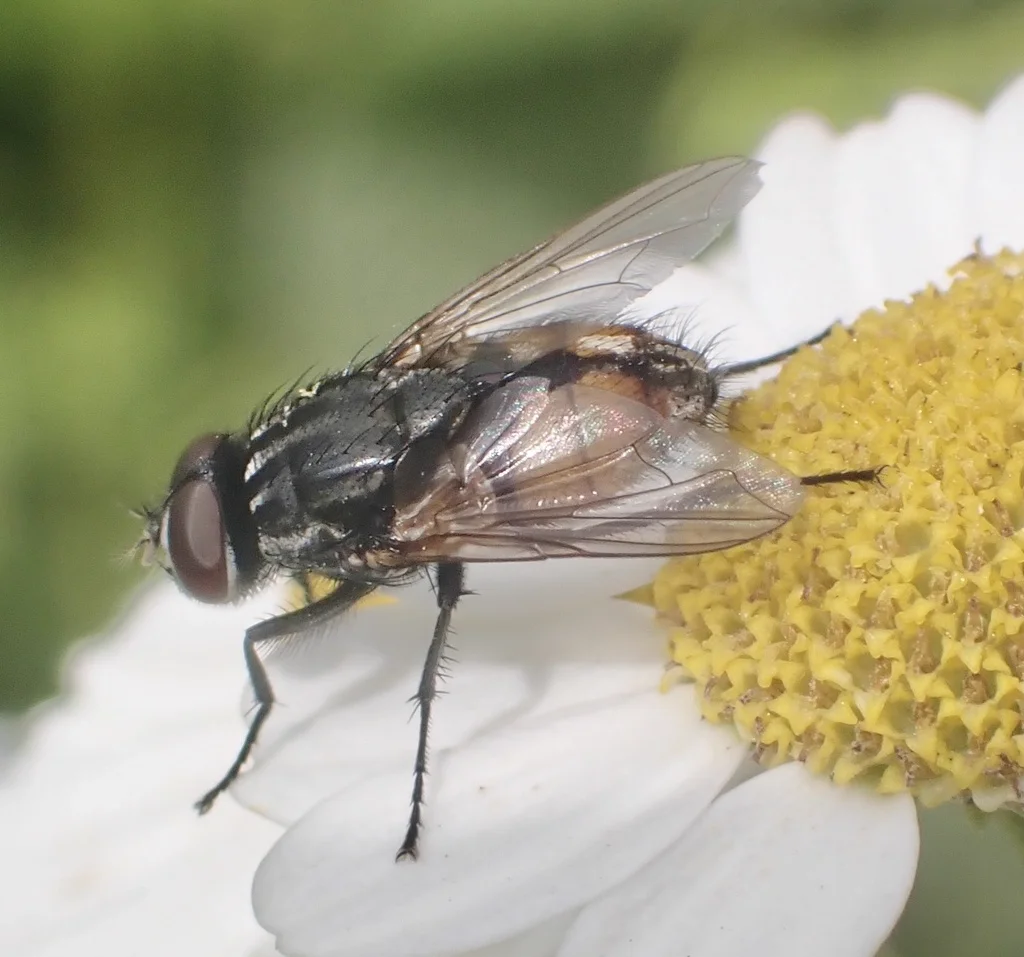 Close-up of a face fly resting on a daisy flower showing its gray thorax with dark stripes