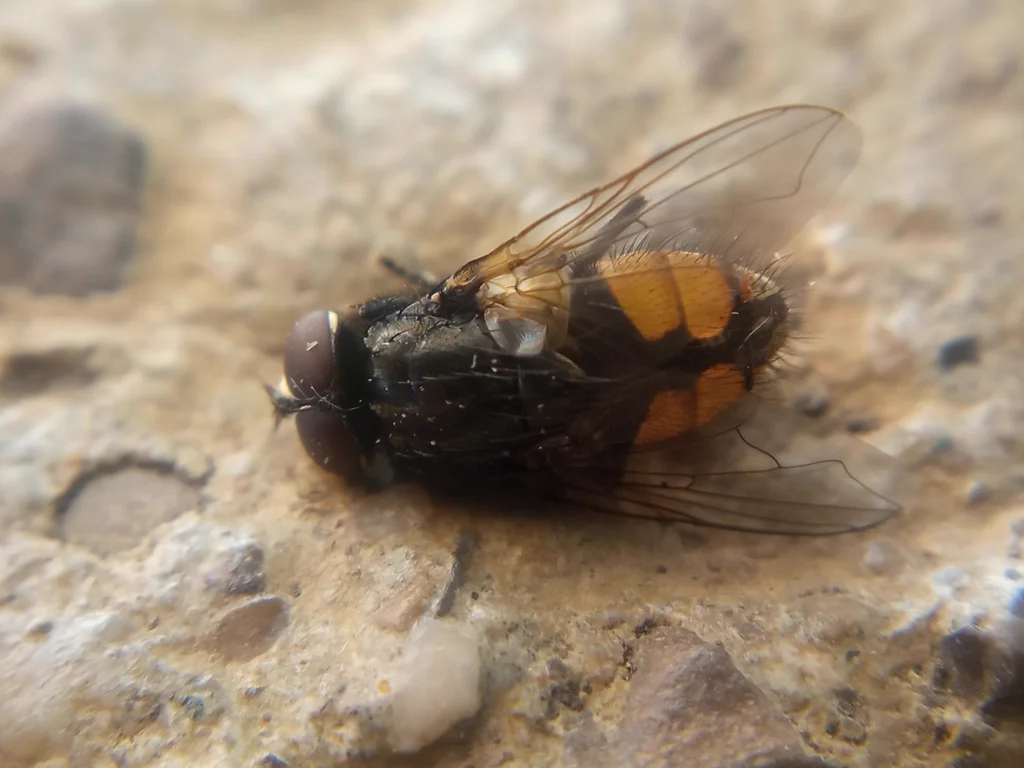 Male face fly showing distinctive yellow-orange coloring on the sides of the abdomen