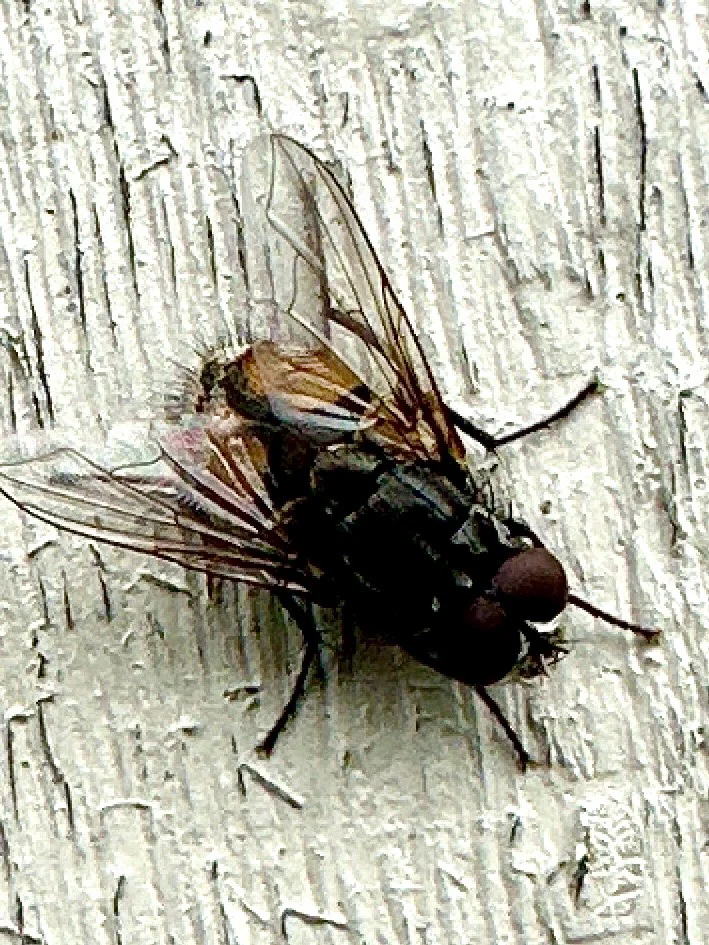 Face fly resting on weathered wood showing body markings and wing pattern