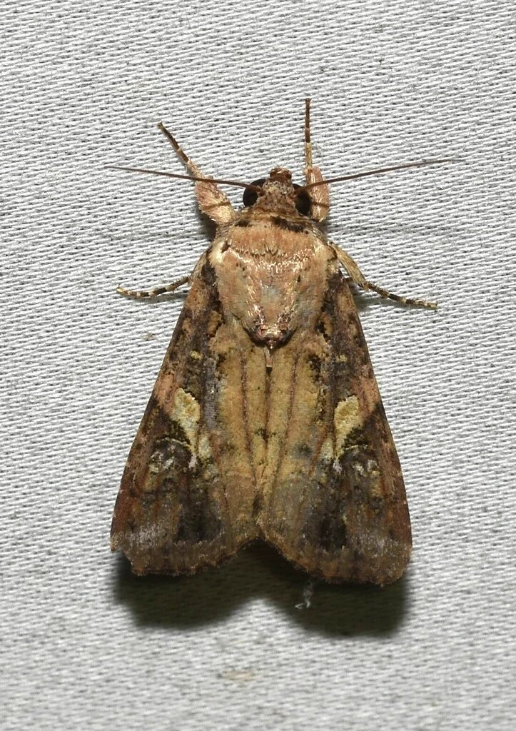 Adult fall armyworm moth with gray-brown mottled wings resting on a light surface