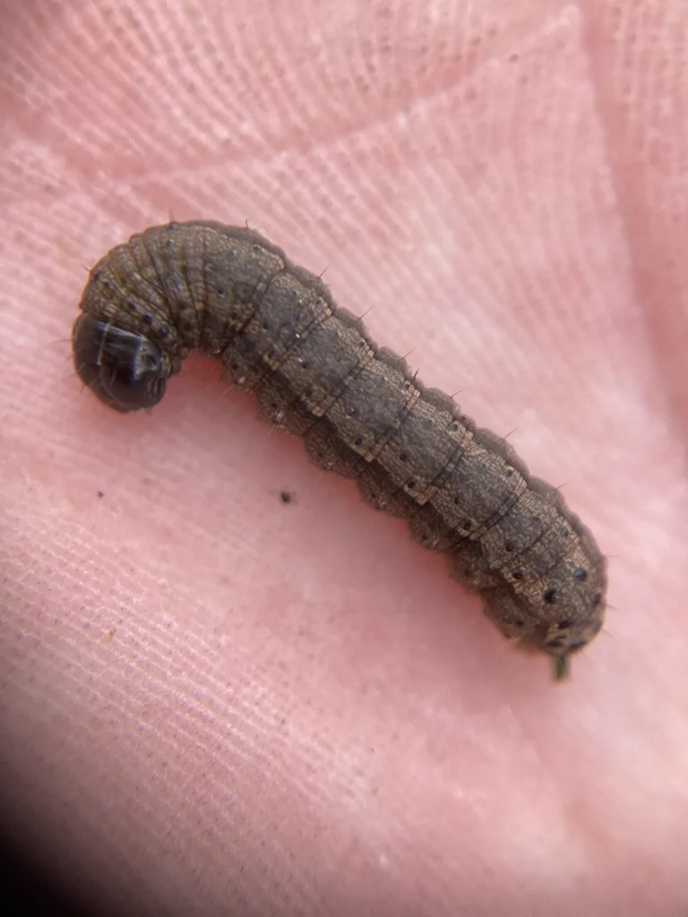 Fall armyworm caterpillar on a human hand showing size scale