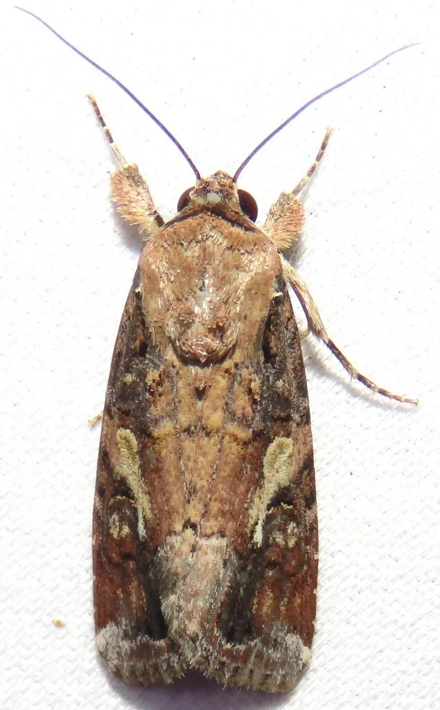 Top-down view of adult fall armyworm moth displaying wing pattern details