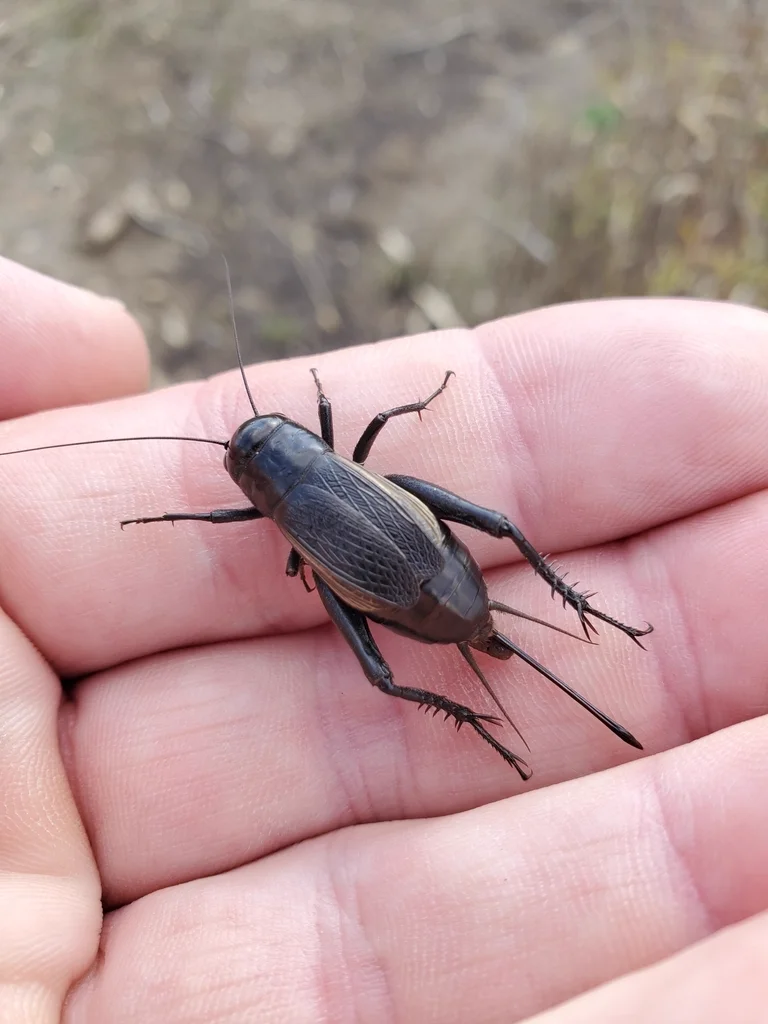 Fall field cricket held in hand showing size comparison