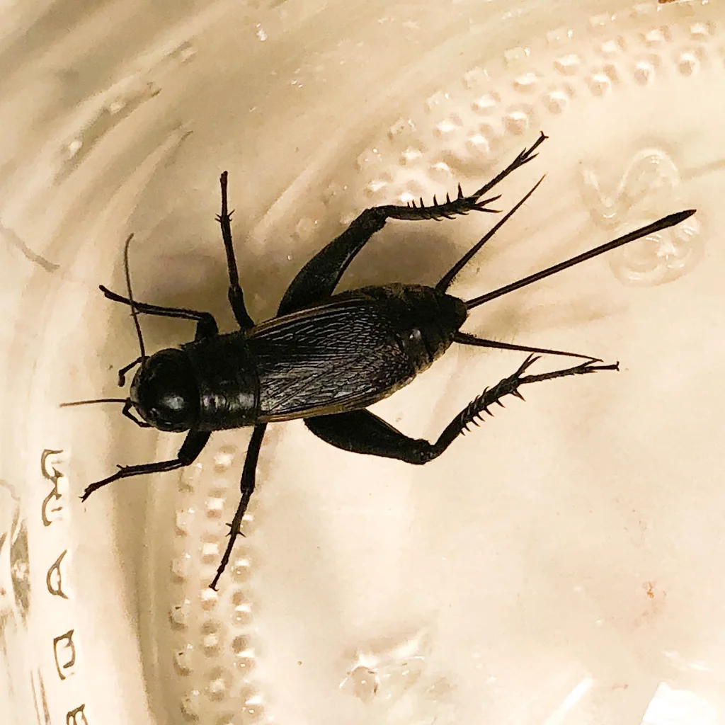 Fall field cricket from above showing wings and ovipositor