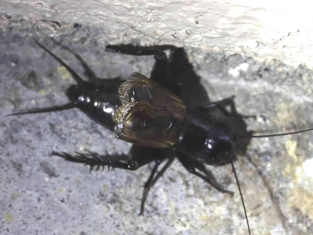 Fall field cricket on stone showing typical outdoor habitat