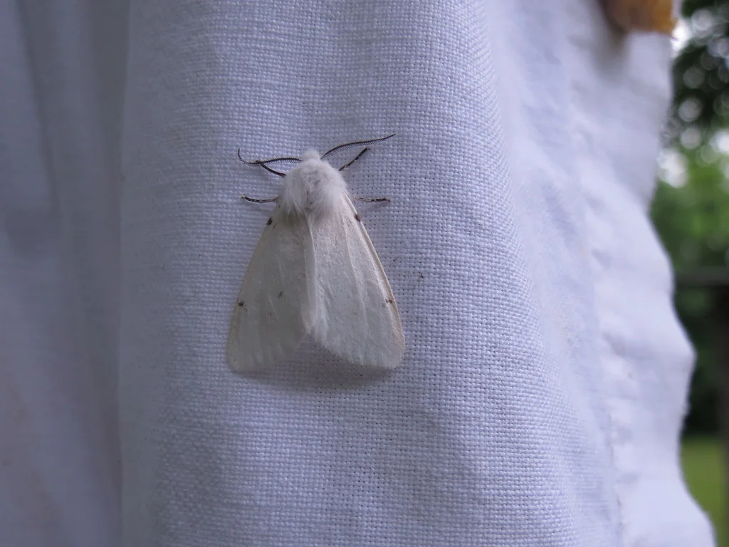 Adult fall webworm moth with pure white wings resting on fabric