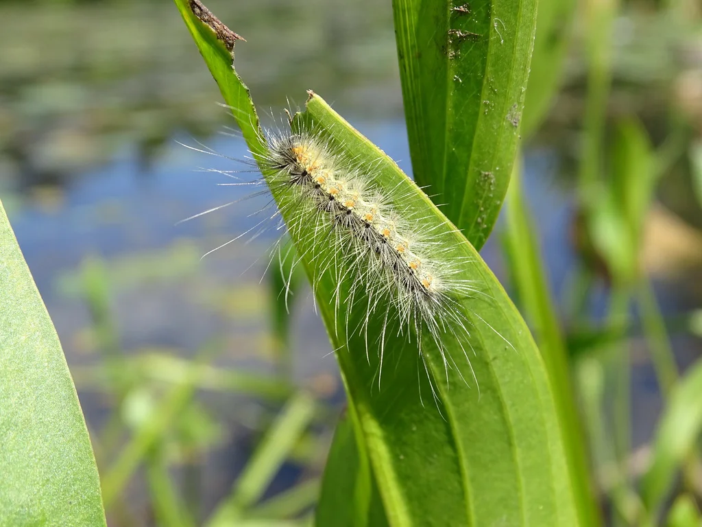 Fall webworm caterpillar with fuzzy white hairs feeding on a green leaf