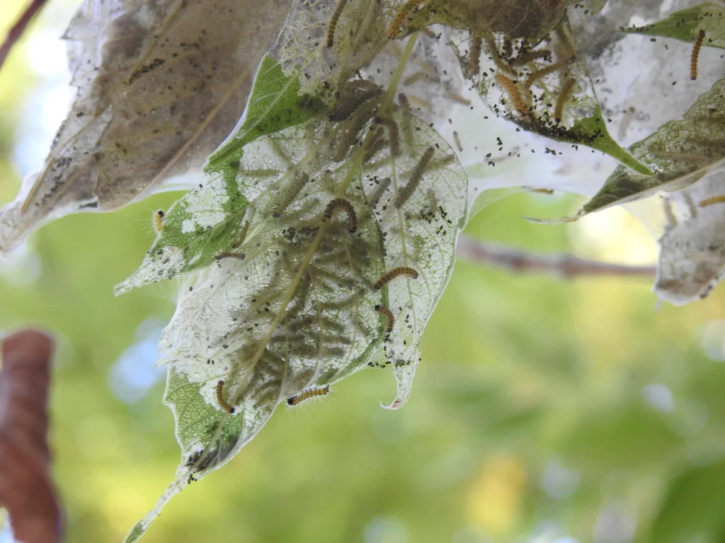 Close-up of fall webworm caterpillars inside their protective silken web