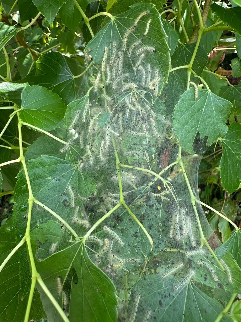 Fall webworm infestation showing web-covered branches on deciduous tree