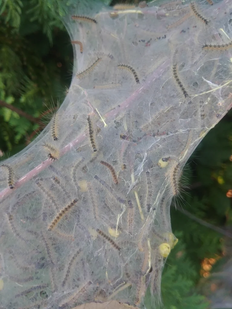 Characteristic silky web nest containing multiple fall webworm caterpillars on tree branch