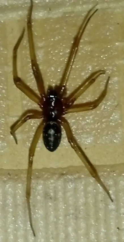 False black widow spider on white surface showing abdomen pattern and leg detail