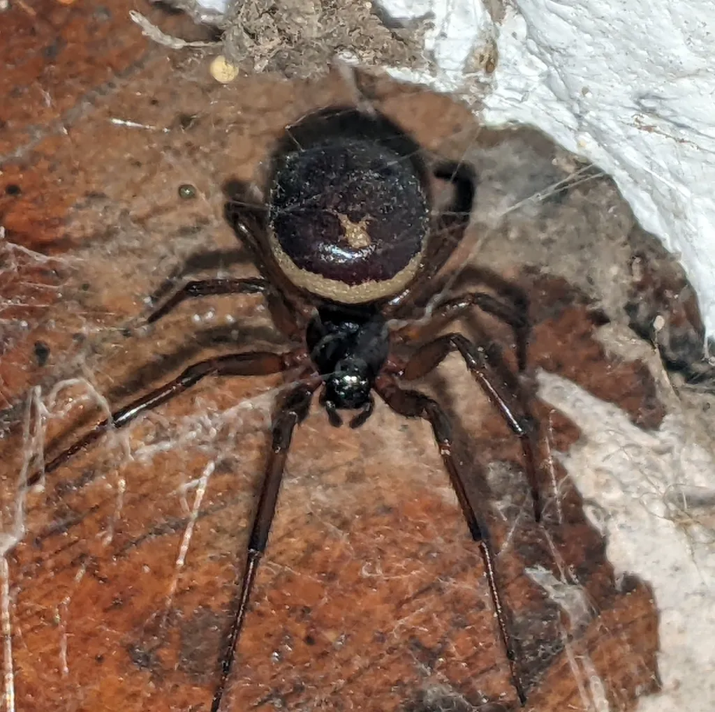 False black widow spider with a dark glossy abdomen and no red marking