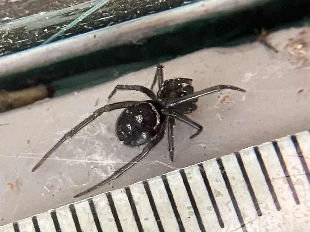 False black widow spider next to ruler showing size comparison