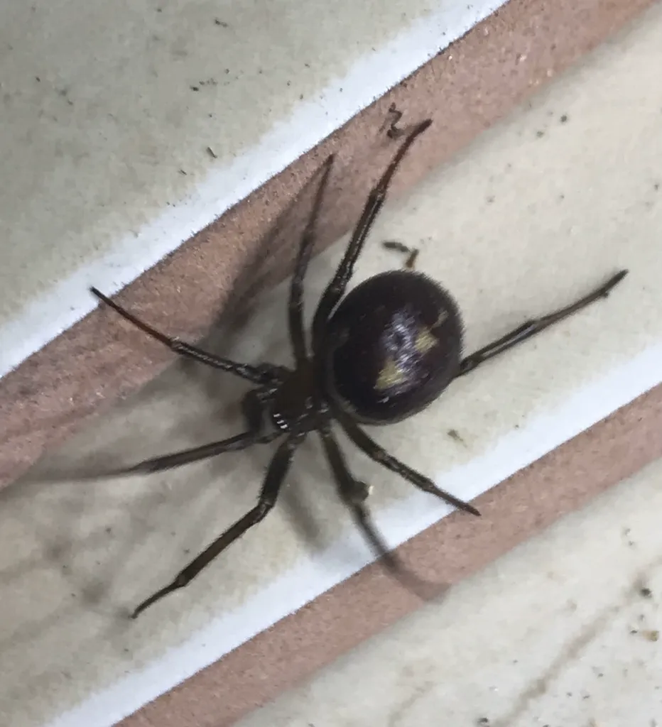 False black widow spider hanging from window blinds showing dark coloring