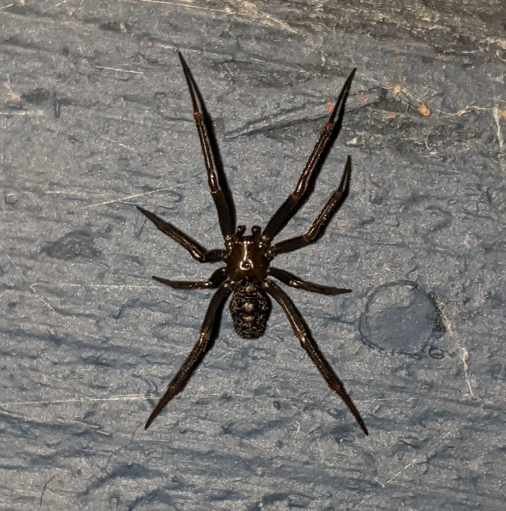 False black widow spider on its messy cobweb in a dark corner