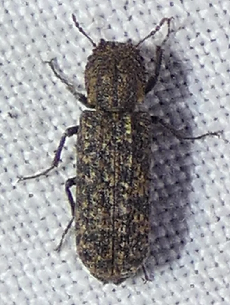 False powderpost beetle dorsal view showing textured wing covers and elongated body shape