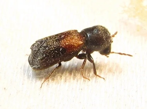Side profile of false powderpost beetle revealing hooded head and leg structure