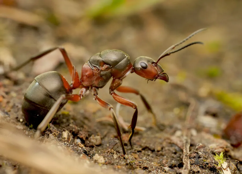 Close-up of field ant showing body segments and leg structure
