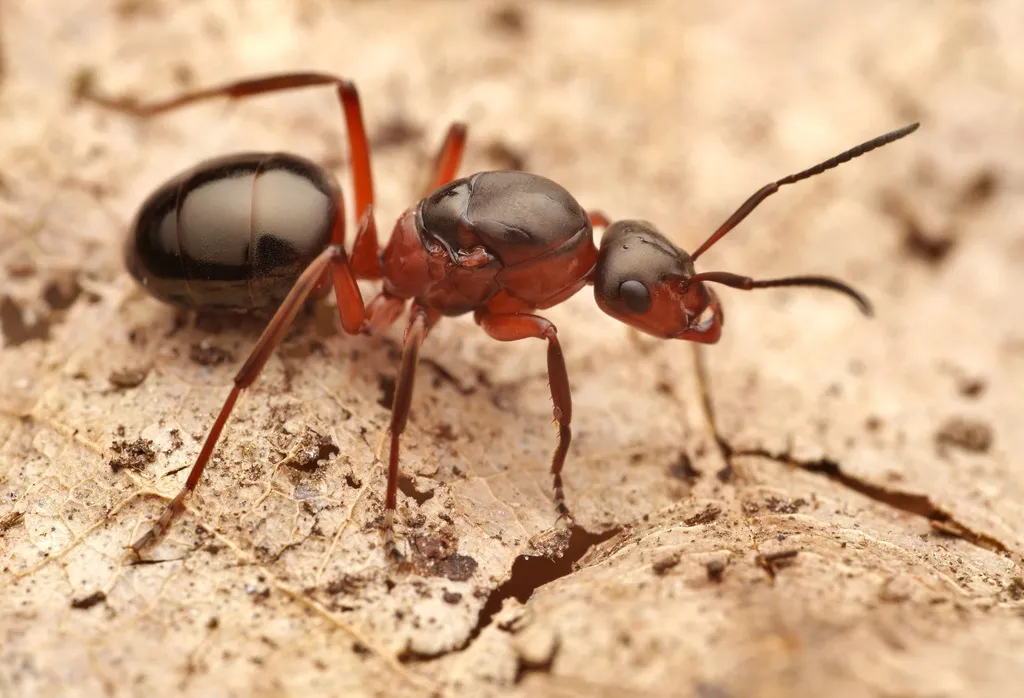 Field ant showing characteristic reddish thorax and dark gaster