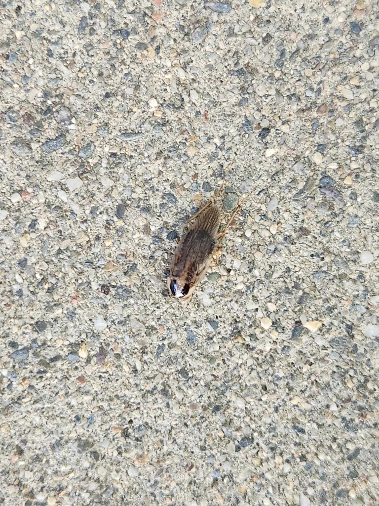 Field cockroach on concrete surface showing full body shape