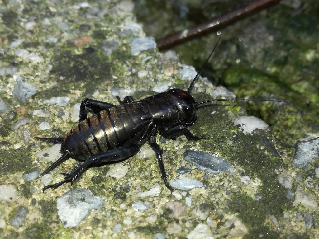 Top-down view of a field cricket on a stone surface showing its dark coloring
