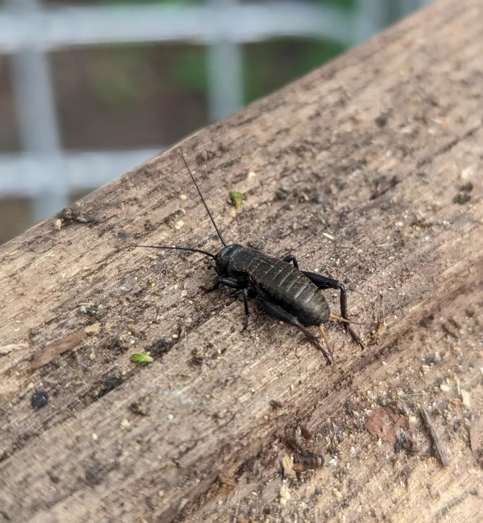 Black field cricket on a wooden fence rail