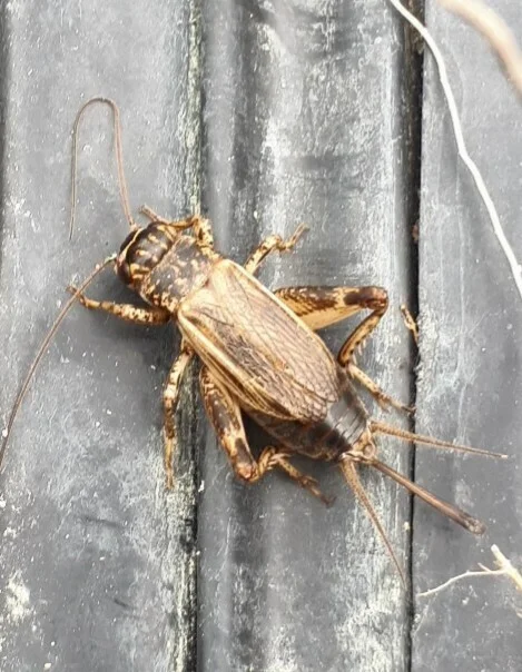 Brown field cricket showing wing structure on wooden decking