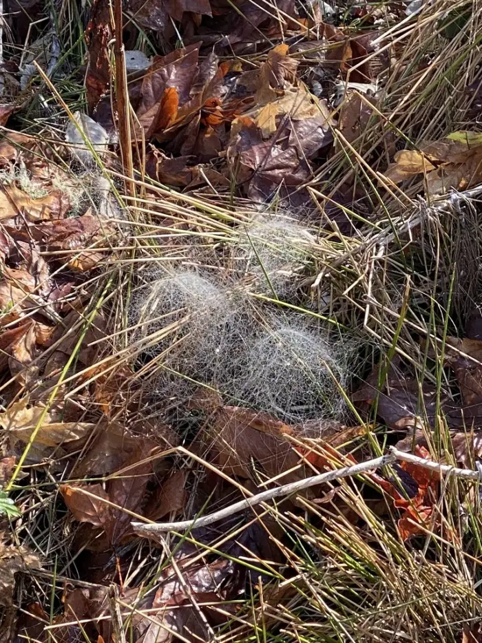 Several dew-covered filmy dome spider webs shaped like small silk domes in grass and fallen leaves