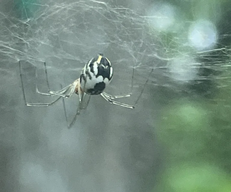 Pale form of the filmy dome spider with a white abdomen and black markings hanging under a sheet web