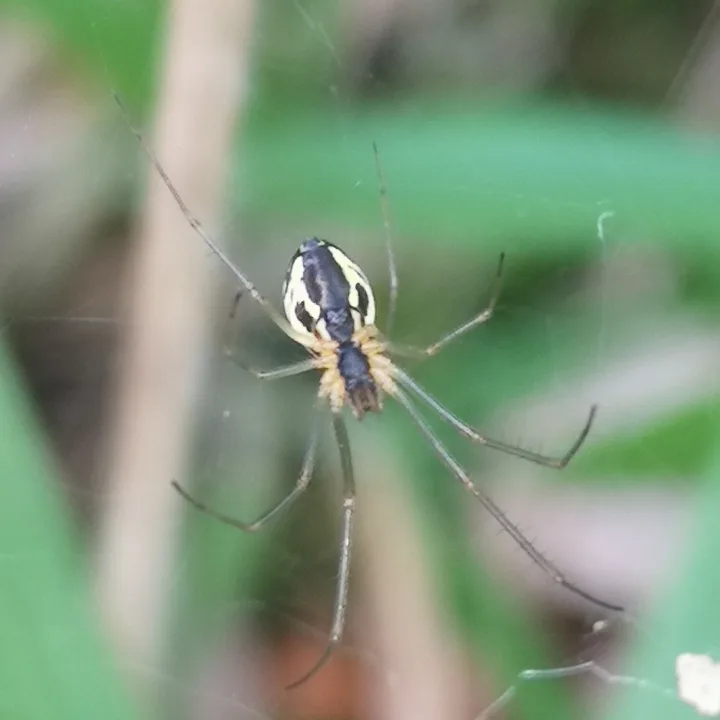 Filmy dome spider seen from above in grass with a dark abdomen edged in pale yellow and thin brown legs