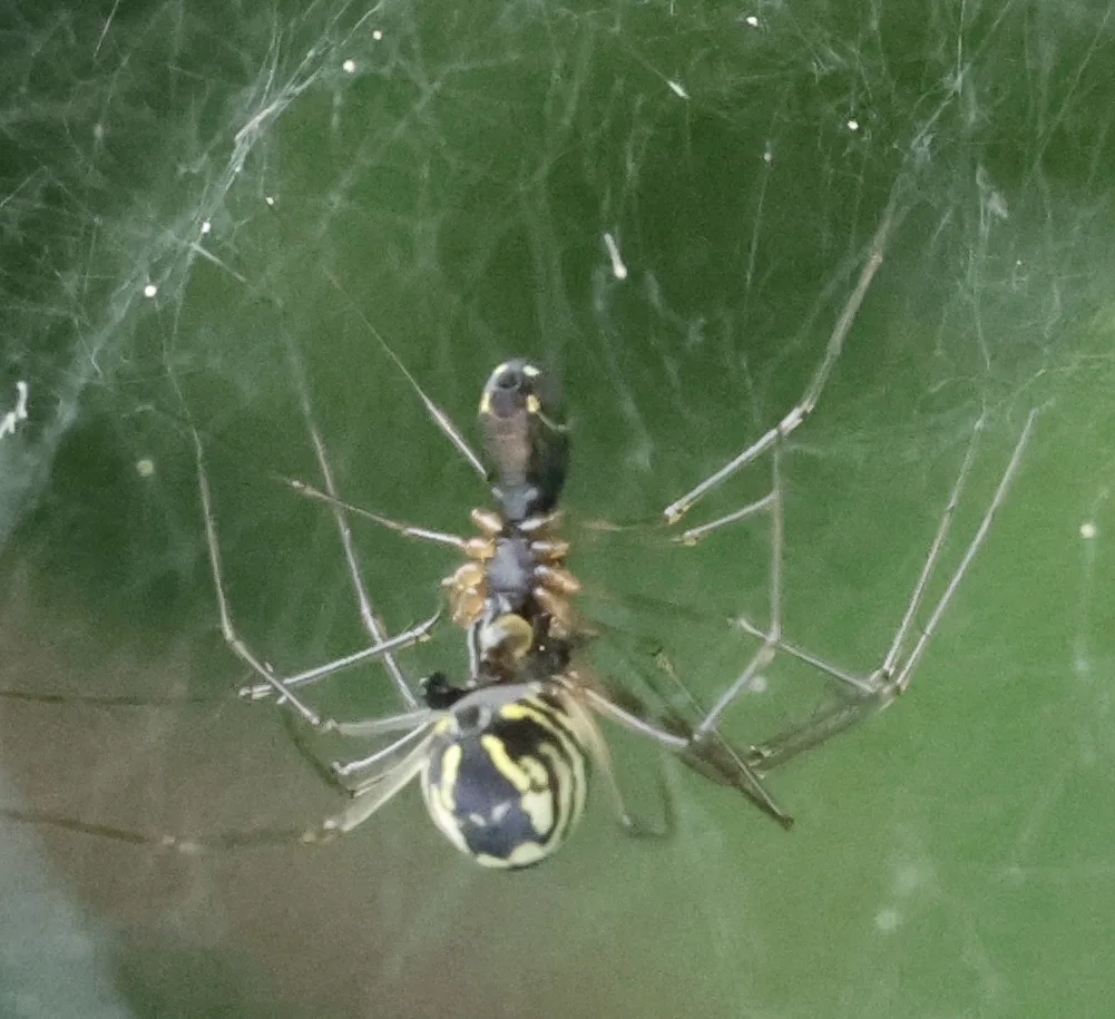 Filmy dome spider hanging upside down beneath the dense silk of its dome-shaped sheet web