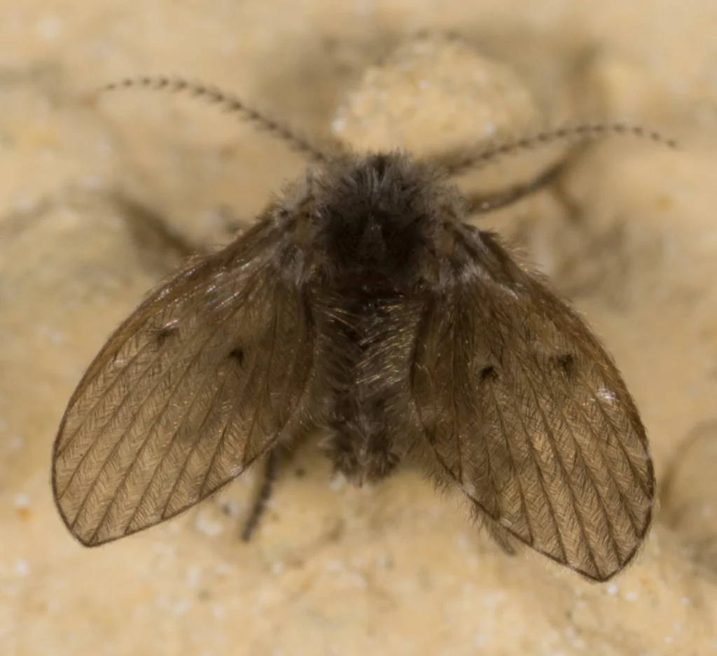 Macro photograph of a filter fly displaying its characteristic hairy wings
