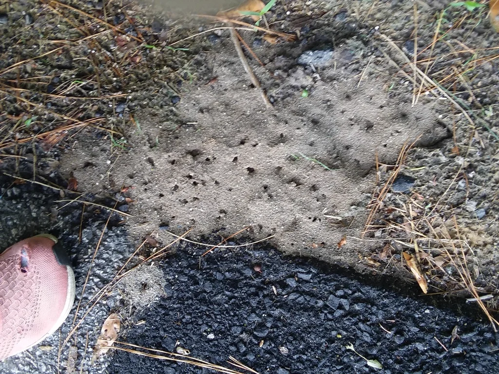 Fire ant mound showing disturbed nest with visible ants
