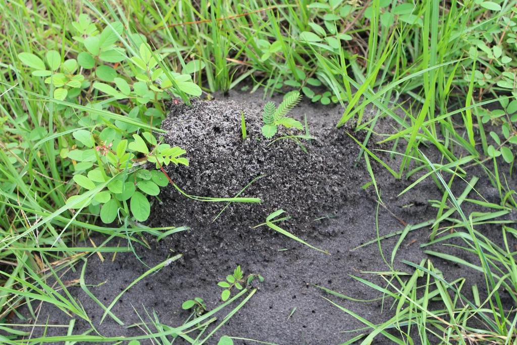 Fire ant mound in grass showing characteristic dome-shaped nest structure