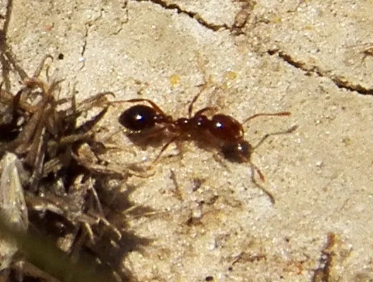 Side profile of a red imported fire ant on soil showing complete body structure