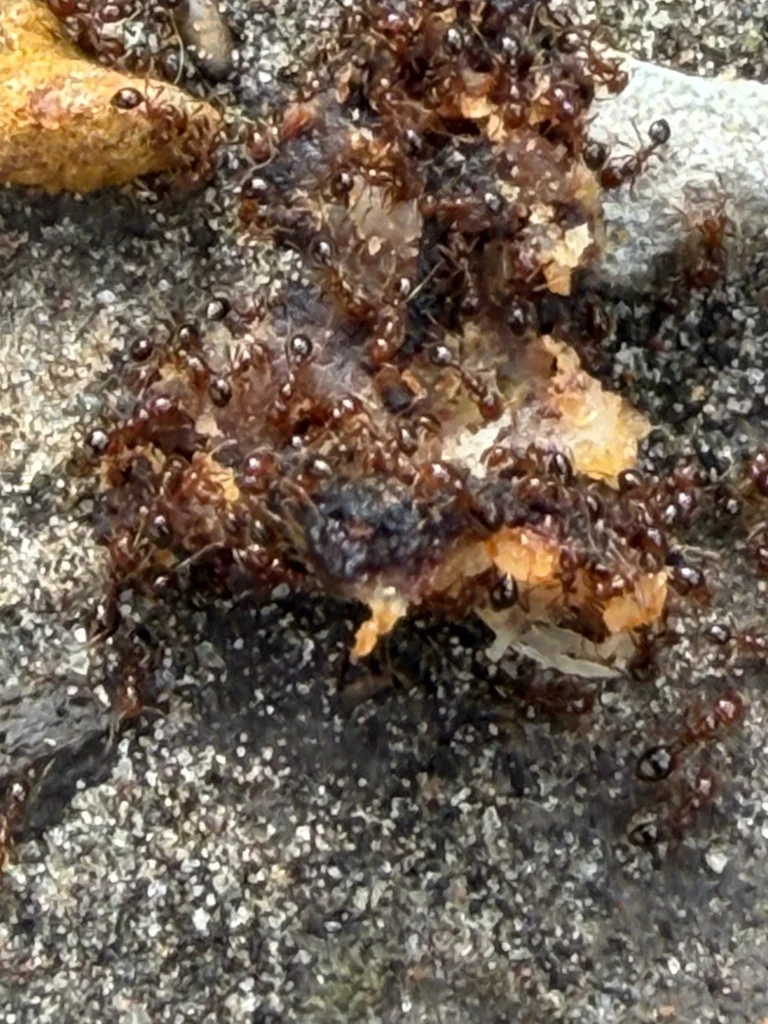 Multiple fire ants swarming together demonstrating colony behavior